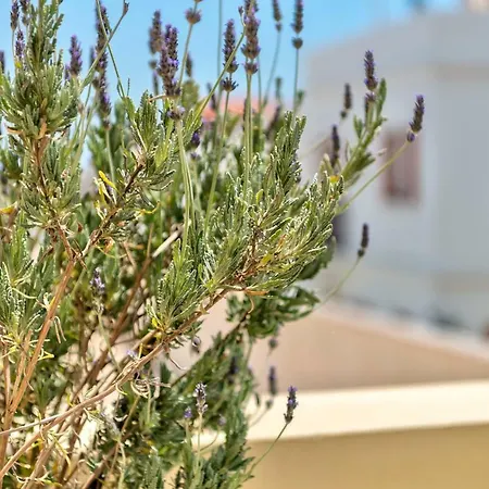 Apartment Island Of Luxury Ermoupoli