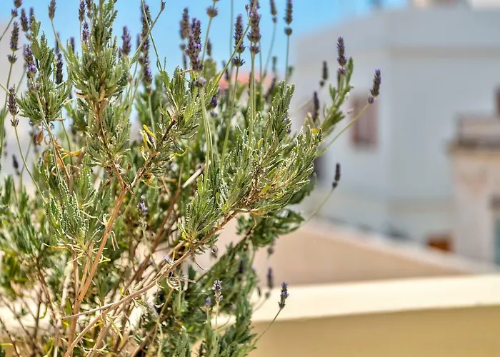 Apartment Island Of Luxury Ermoupoli